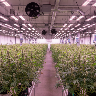 “Erde im Indoor-Growing: Natürlich, stabil und zuverlässig” - “Erde im Indoor-Growing: Natürlich, stabil und zuverlässig”