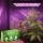NARCOS Starterkit S Organic Terra  (3x100ml)
