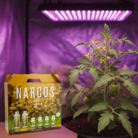 NARCOS Starterkit Coco XL