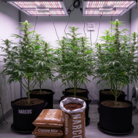 NARCOS Cocos Mix 50 L Kokossubstrat