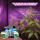 Advanced Hydroponics Starter kit